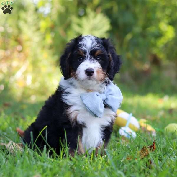 Slinky, Mini Bernedoodle Puppy